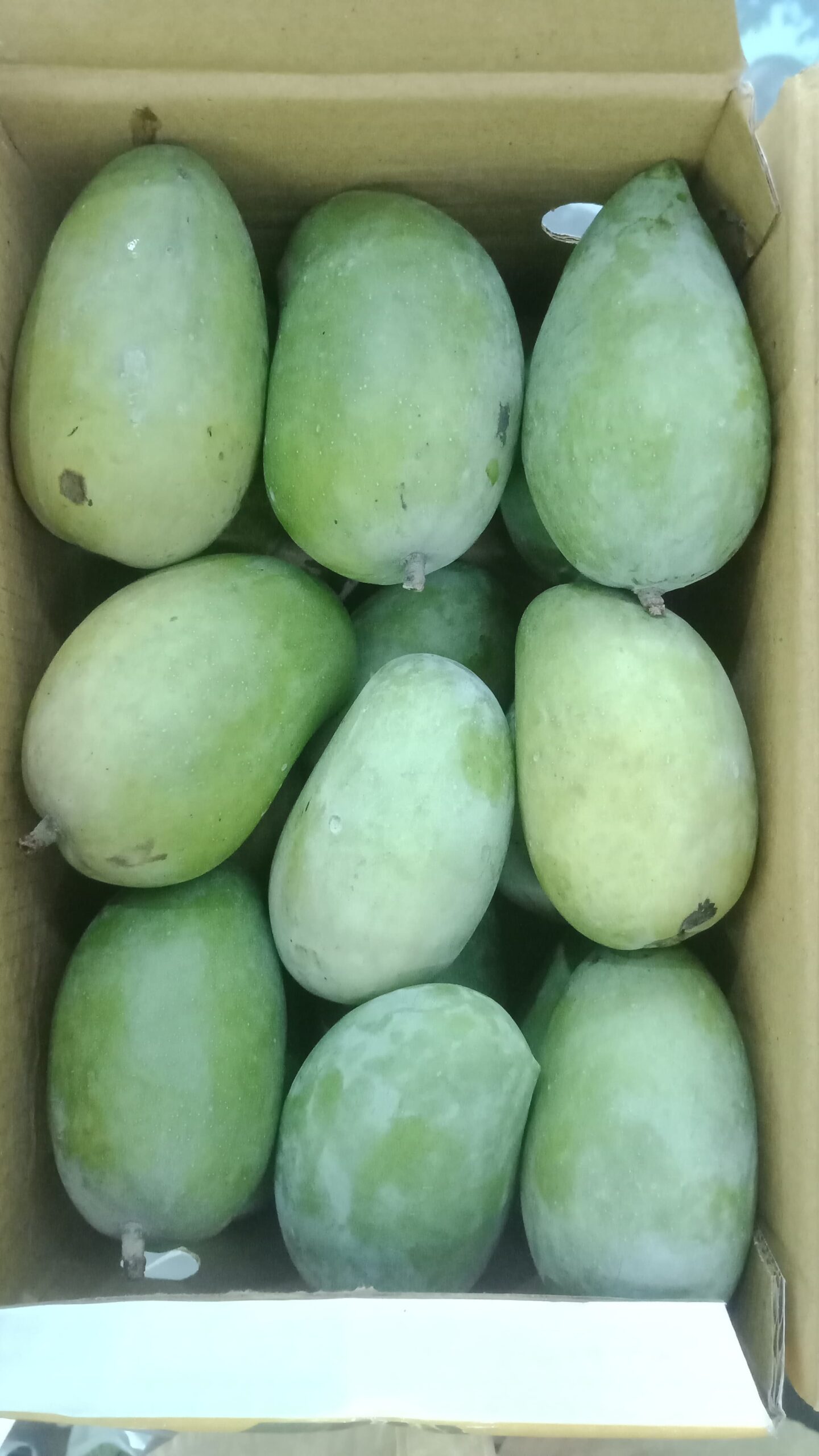 Organic Kutch Kesar Mango – 5 KG